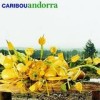 Caribou - Andorra: Album-Cover