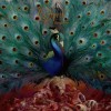 Opeth - Sorceress: Album-Cover