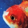 Vince Staples - Big Fish Theory: Album-Cover